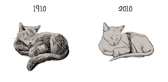 La chatte 1910 2010 chat