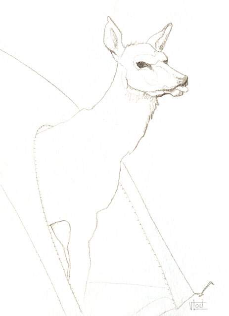 Elk